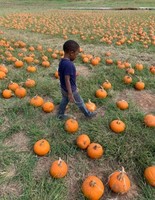 Pumpkin Patch Field Trip